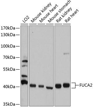 Western blot - FUCA2 Polyclonal Antibody 