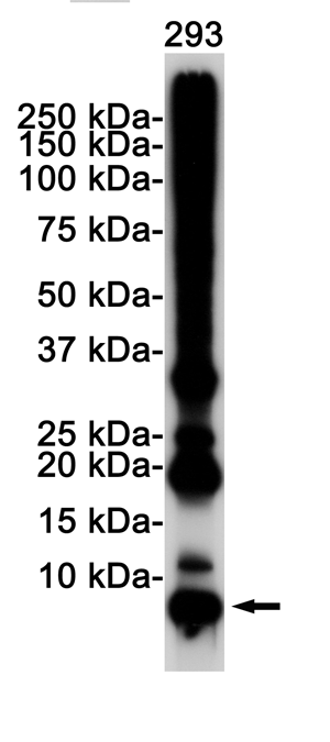 Western blot detection of K-48 Linkage Specific Ubiquitin in 293 cell lysates using K-48 Linkage Specific Ubiquitin Rabbit pAb(1:1000 diluted).