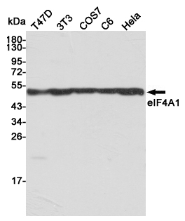Western blot detection of eIF4A1 in T47D,3T3,COS7,C6 and Hela cell lysates using eIF4A1 mouse mAb (1:1000 diluted).Predicted band size:48KDa.Observed band size:48KDa.
