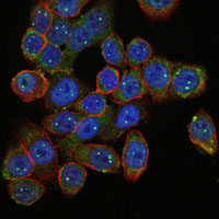 Immunofluorescence analysis of HepG2 cells using SMN1 mouse mAb (green). Blue: DRAQ5 fluorescent DNA dye. Red: Actin filaments have been labeled with Alexa Fluor-555 phalloidin.