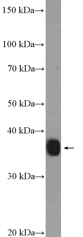 mouse liver tissue were subjected to SDS PAGE followed by western blot with Catalog No:114245(PSMD7 Antibody) at dilution of 1:1200