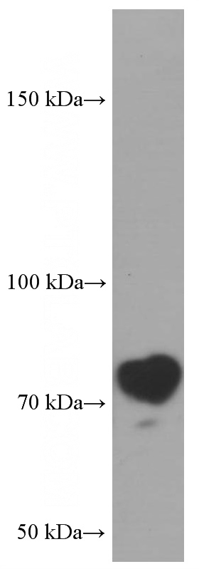 HEK-293 cells were subjected to SDS PAGE followed by western blot with Catalog No:107305(GOLM1 Antibody) at dilution of 1:1000