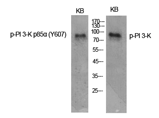 Western Blot analysis of various cells using Phospho-PI 3-kinase p85α (Y607) Polyclonal Antibody diluted at 1:1000