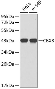 Western blot - CBX8 Polyclonal Antibody 