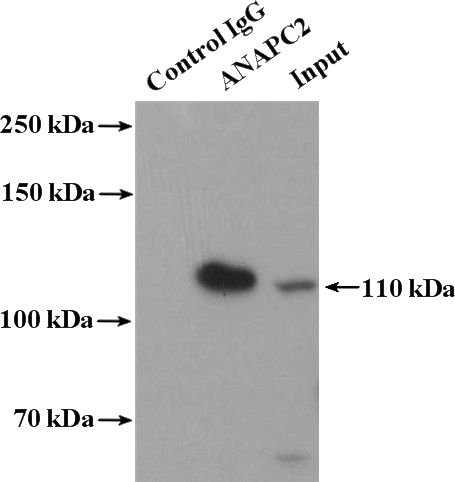 IP Result of anti-ANAPC2 (IP:Catalog No:108134, 4ug; Detection:Catalog No:108134 1:300) with MCF-7 cells lysate 3200ug.