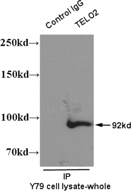 IP result of TELO2 antibody (Catalog No:115941 for IP and Detection) with Y79 cell lysate.