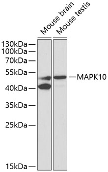 Western blot - MAPK10 Polyclonal Antibody 