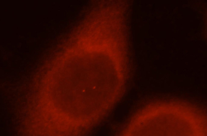 Immunofluorescent analysis of Hela cells, using DNAJB1 antibody Catalog No:110088 at 1:25 dilution and Rhodamine-labeled goat anti-rabbit IgG (red).