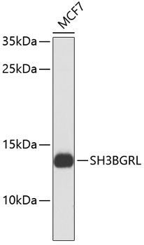 Western blot - SH3BGRL Polyclonal Antibody 