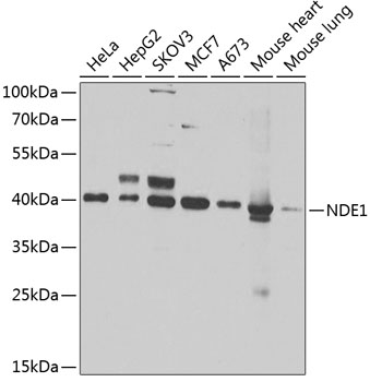 Western blot - NDE1 Polyclonal Antibody 