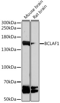 Western blot - BCLAF1 Polyclonal Antibody 
