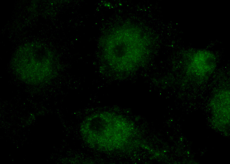 Immunofluorescent analysis of (10% Formaldehyde) fixed SH-SY5Y cells using Catalog No:109589(CRY2 Antibody) at dilution of 1:50 and Alexa Fluor 488-congugated AffiniPure Goat Anti-Rabbit IgG(H+L)