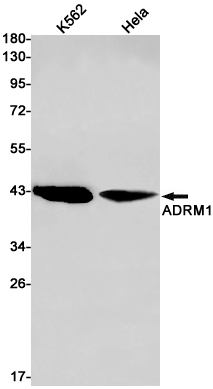 Western blot detection of ADRM1 in K562,Hela cell lysates using ADRM1 Rabbit pAb(1:1000 diluted).Predicted band size:42kDa.Observed band size:42kDa.