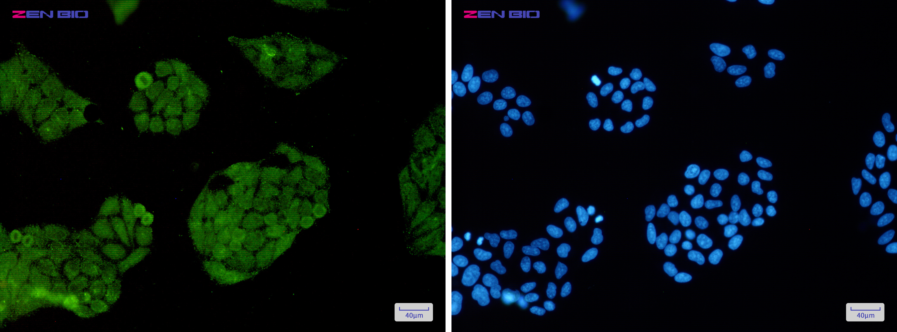 Immunocytochemistry of FOXO1A(green) in Hela cells using FOXO1A Rabbit pAb at dilution 1/50, and DAPI(blue)