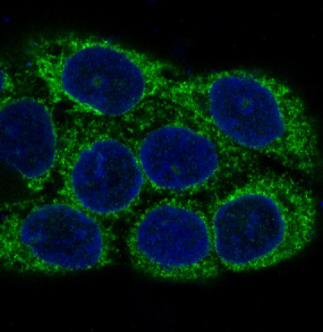 Immunofluorescent analysis of A431 cells, using NSE Antibody.