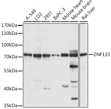 Western blot - ZNF133 Polyclonal Antibody 
