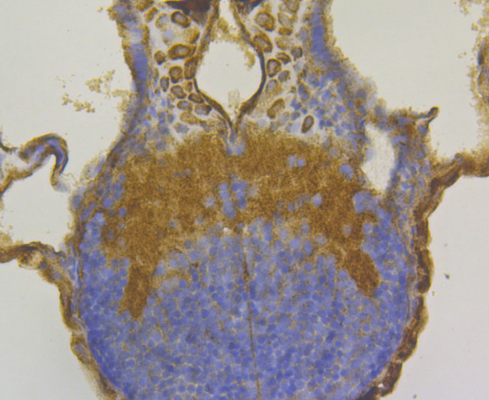 Fig2: Immunohistochemical analysis of paraffin-embedded zebrafish tissue using anti-FNDC3A antibody. The section was pre-treated using heat mediated antigen retrieval with Tris-EDTA buffer (pH 8.0-8.4) for 20 minutes.The tissues were blocked in 5% BSA for 30 minutes at room temperature, washed with ddH2O and PBS, and then probed with the antibody at 1/200 dilution, for 30 minutes at room temperature and detected using an HRP conjugated compact polymer system. DAB was used as the chrogen. Counter stained with hematoxylin and mounted with DPX.