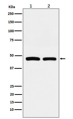 Western blot analysis of FDFT1 expression in (1) HepG2 cell lysate; (2) RAW264.7 cell lysate.