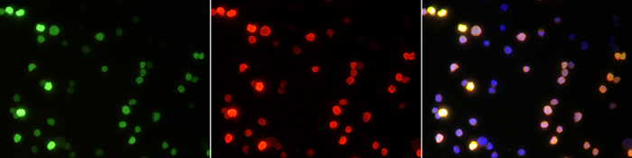 GFP Antibody, Mouse Mab, Immunofluorescence
