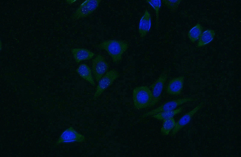 Immunofluorescent analysis of (-20oc Ethanol) fixed HeLa cells using Catalog No:107450(PAIP1 Antibody) at dilution of 1:200 and Alexa Fluor 488-congugated AffiniPure Goat Anti-Mouse IgG(H+L)