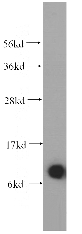 Jurkat cells were subjected to SDS PAGE followed by western blot with Catalog No:115465(SNRPG antibody) at dilution of 1:300