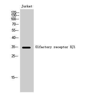 Fig1:; Western Blot analysis of Jurkat cells using Olfactory receptor 8J1 Polyclonal Antibody