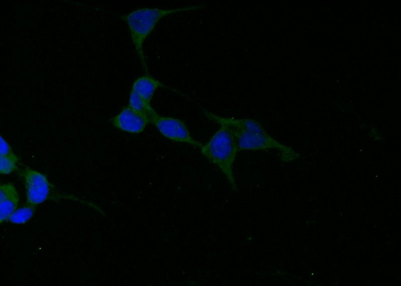 Immunofluorescent analysis of HEK-293 cells using Catalog No:115166(SGK1 Antibody) at dilution of 1:25 and Alexa Fluor 488-congugated AffiniPure Goat Anti-Rabbit IgG(H+L)