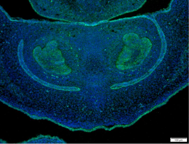 Immunofluorescent analysis of mouse embryo tissue, using YAP1 Antibody .