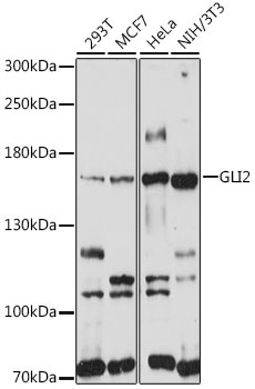 Western blot - GLI2 Polyclonal Antibody 