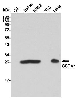 Western blot detection of GSTM1 in C6,Jurkat,K562,3T3 and Hela cell lysates using GSTM1 mouse mAb (1:2000 diluted).Predicted band size:26KDa.Observed band size:26KDa.
