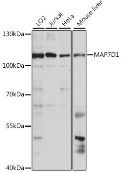 Western blot - MAP7D1 Polyclonal Antibody 