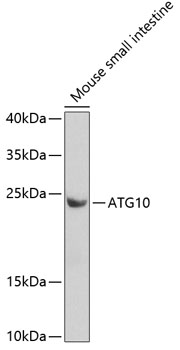 Western blot - ATG10 Polyclonal Antibody 
