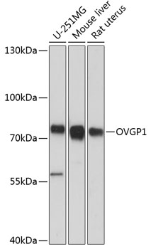 Western blot - OVGP1 Polyclonal Antibody 