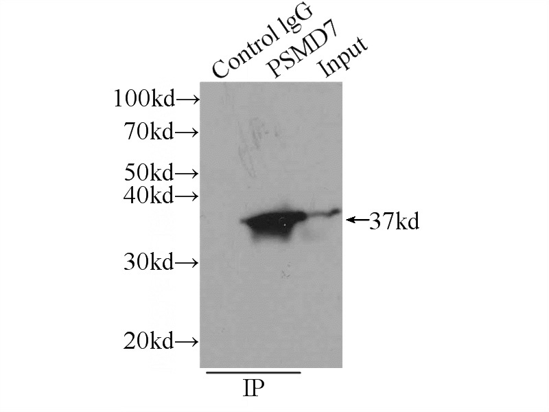 IP Result of anti-PSMD7 (IP:Catalog No:114245, 3ug; Detection:Catalog No:114245 1:500) with K-562 cells lysate 2400ug.