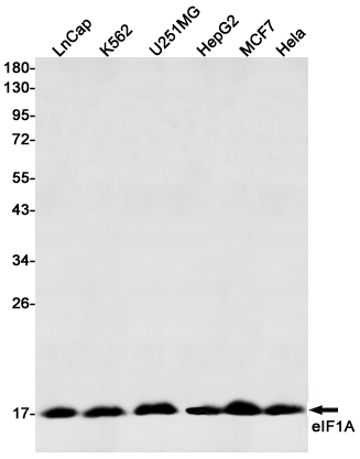 Western blot detection of eIF1A in LnCap,K562,U251MG,HepG2,MCF7,Hela cell lysates using eIF1A Rabbit mAb(1:500 diluted).Predicted band size:17kDa.Observed band size:17kDa.