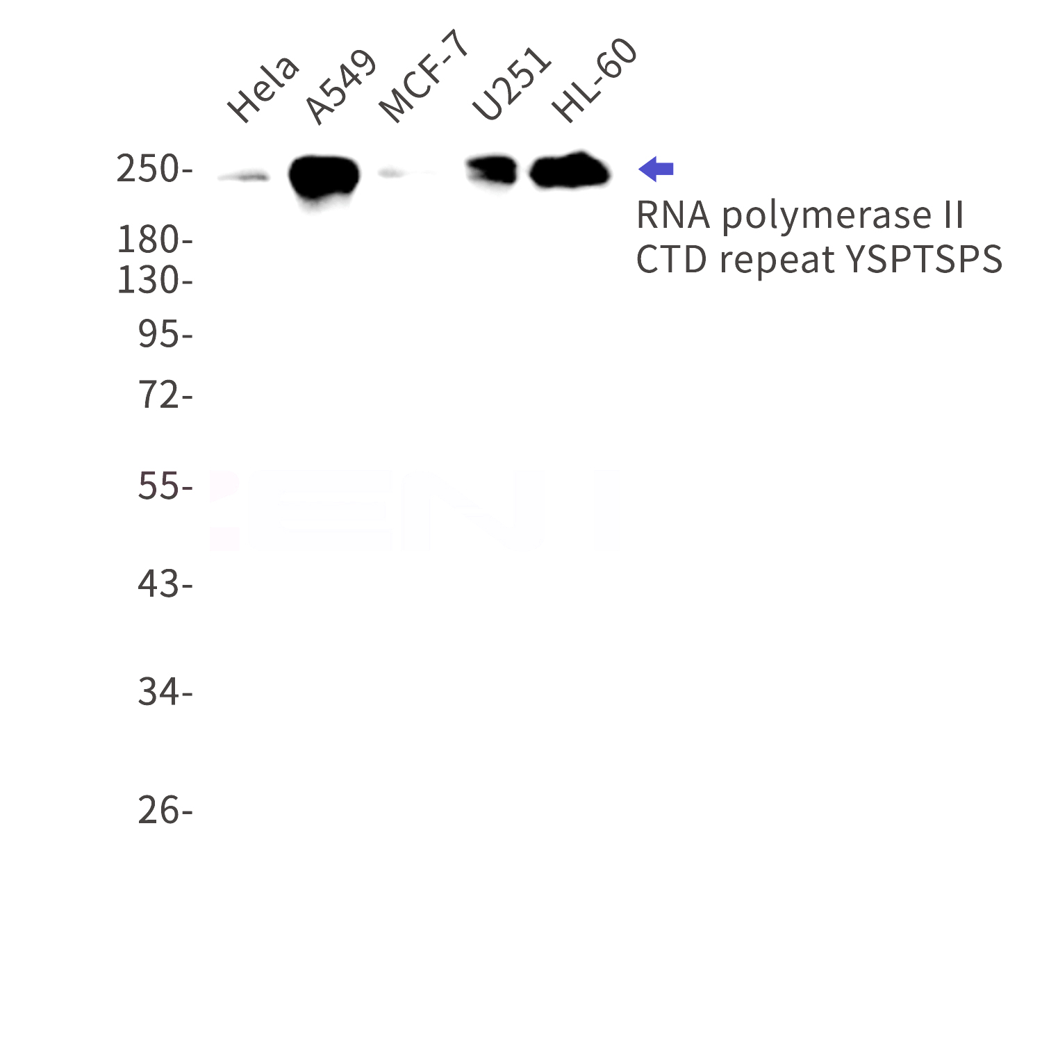 Western blot detection of RNA polymerase II CTD repeat YSPTSPS in Hela,A549,MCF-7,U251,HL-60 cell lysates using RNA polymerase II CTD repeat YSPTSPS Rabbit mAb(1:1000 diluted).Predicted band size:192kDa.Observed band size:250kDa.