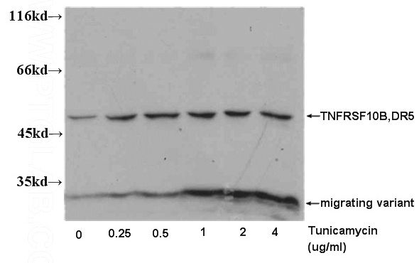 WB result of Catalog No:110013 (TNFRSF10B, DR5 antibody) with PC-3 cell, untreated or treated with tunicamysin.