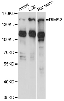 Western blot - RIMS2 Polyclonal Antibody 