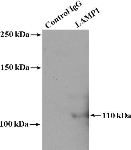 IP Result of anti-CD107a (IP:Catalog No:112276, 4ug; Detection:Catalog No:112276 1:1000) with RAW 264.7 cells lysate 1400ug.