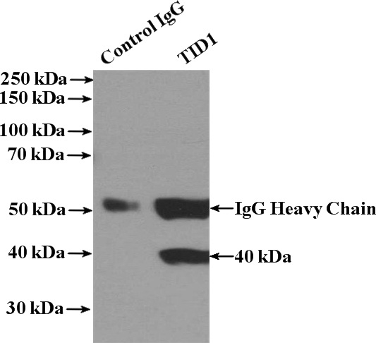 IP Result of anti-DNAJA3 (IP:Catalog No:116121, 4ug; Detection:Catalog No:116121 1:500) with K-562 cells lysate 3200ug.