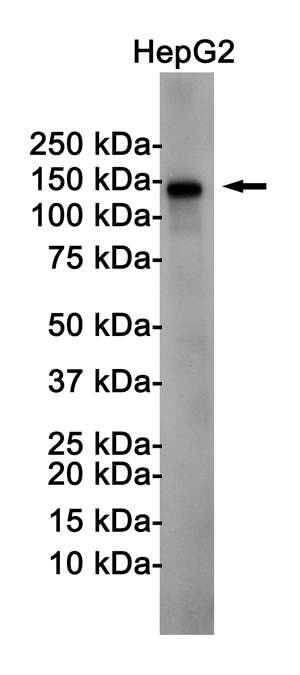 Western blot detection of N Cadherin in HepG2 cell lysates using N Cadherin Rabbit pAb(1:1000 diluted).Predicted band size:100KDa.Observed band size:140KDa.