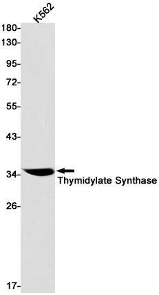 Western blot detection of Thymidylate Synthase in K562 cell lysates using Thymidylate Synthase Rabbit pAb(1:1000 diluted).Predicted band size:36kDa.Observed band size:36kDa.