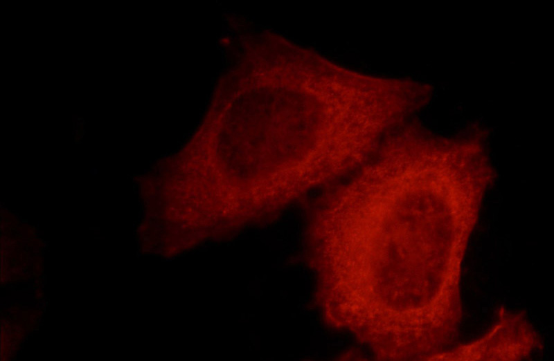 Immunofluorescent analysis of HepG2 cells, using KLHL14 antibody Catalog No:112093 at 1:50 dilution and Rhodamine-labeled goat anti-rabbit IgG (red).