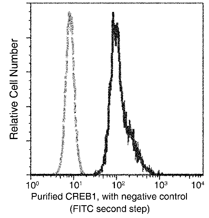 CREB1 Antibody, Mouse MAb