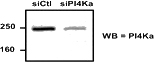 WB result of anti- PI4KA (Catalog No:113878) with NIH-3T3 cells (RNAi).