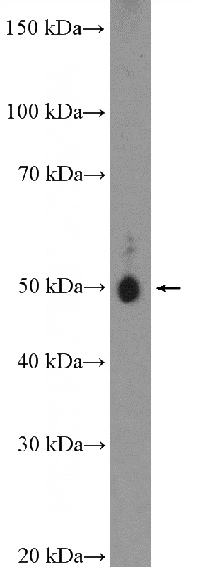 mouse brain tissue were subjected to SDS PAGE followed by western blot with Catalog No:116489(tubulin-gamma Antibody) at dilution of 1:600