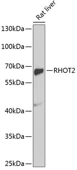 Western blot - RHOT2 Polyclonal Antibody 