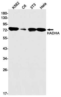 Western blot detection of HADHA in K562,C6,3T3,Hela cell lysates using HADHA Rabbit mAb(1:1000 diluted).Predicted band size:83kDa.Observed band size:78kDa.