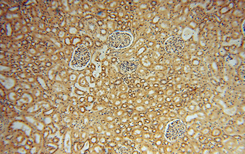 Immunohistochemical of paraffin-embedded human kidney using Catalog No:112956(NARS2 antibody) at dilution of 1:50 (under 10x lens)