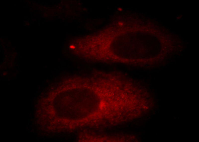 Immunofluorescent analysis of HepG2 cells, using HADHA antibody Catalog No:111333 at 1:25 dilution and Rhodamine-labeled goat anti-rabbit IgG (red).